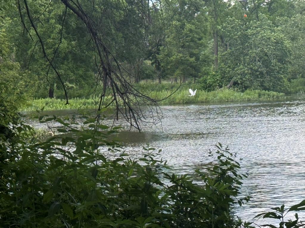 Dupage Forest Preserve McDowell Grove